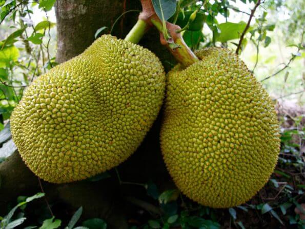 jackfruit-9672612823dce73bcdae08b37a708d8692d248d5-s900-c85